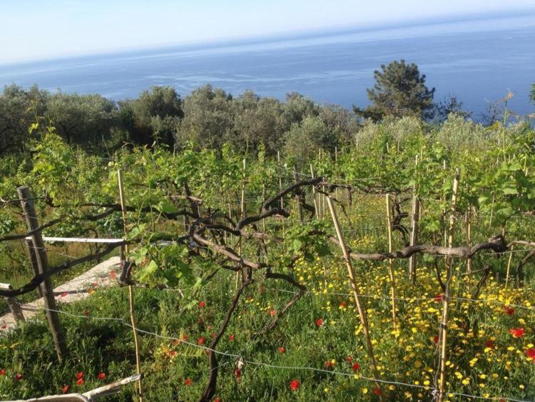 Il Nettare Agriturismo Riomaggiore Exterior photo